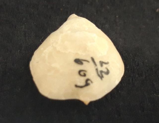 Zeilleria moisseievi DAGYS 1963 - Bild &copy; FossNet FossilienStore